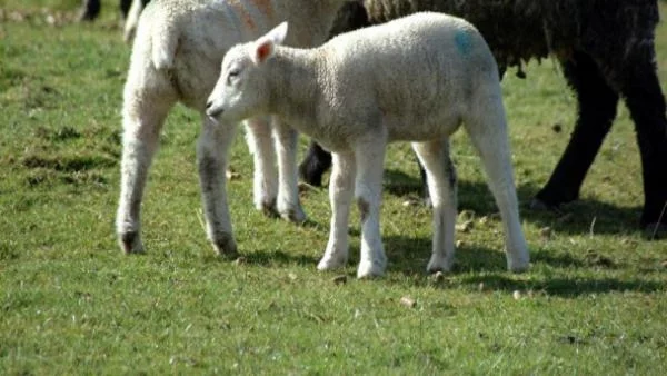 До 15 лв. за килограм агнешко по Великден