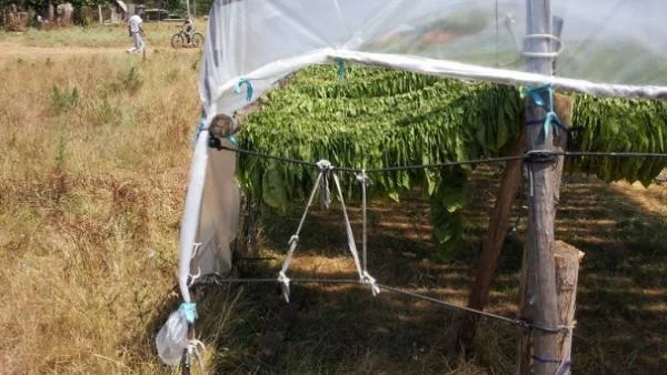 Тютюнопроизводителите излизат на протести следващата седмица

