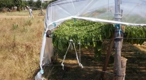 1/3 от тютюнопроизводителите още нямат договор за изкупуване на продукцията им