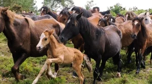 Протестираха пред БАБХ заради случая с умъртвените кончета 