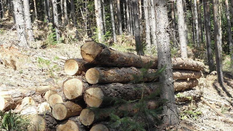 Уволняват служители на горски стопанства заради нарушения 