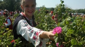 Килограм розово масло се продава за 7000 евро