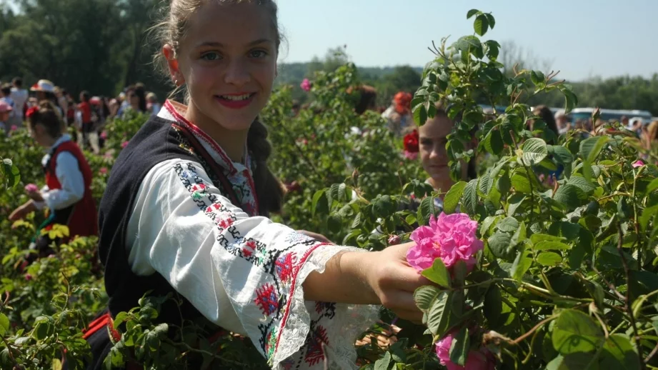 Килограм розово масло се продава за 7000 евро