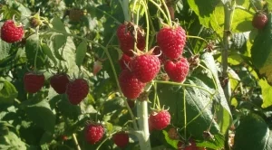 България остава в челната тройка на производителите на малини в Европа