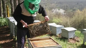 Пчеларите получиха близо 2,4 млн. лева по de minimis за 2017 г. 