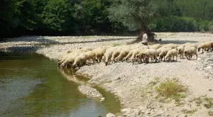 Аграрното министерство облекчава изискванията към животновъдни обекти