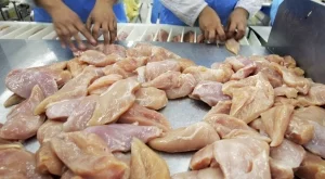 Нови огнища на птичи грип в Пловдивско 