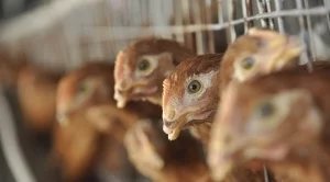 Приемат заявления за схемите за хуманно отношение към птици и свине