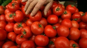 Само 14% от доматите на пазара са български 