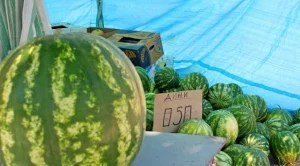 Дините от Любимец изчезват от пазара