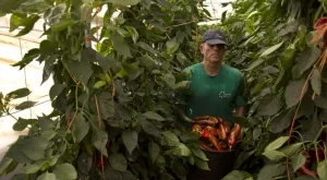 Вече се приемат заявления за застраховане на селскостопанска продукция