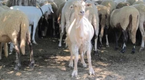 500 лв. глоба, ако козите ви унищожат чужда продукция 