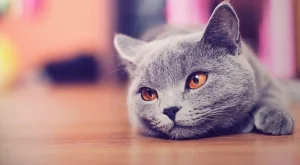 Котка стана...мениджър