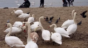 Водата край Офицерския плаж вече е чиста 