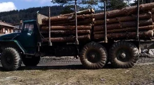 Жандармерията се включва в борбата с незаконната сеч