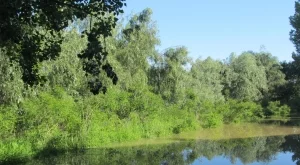 Звукът от планински поток увеличава производителността в офиса