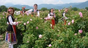 В Казанлък очакват по-слаба реколта на розите