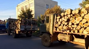 Увредената от корояд дървесина ще бъде усвоена 