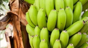 Сини банани с вкус на ванилия настъпват към Европа 