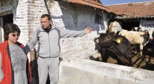 Нови огнища на нодуларен дерматит и в Пловдивско 