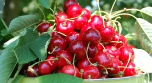 Черешите остават рекордно скъпи 