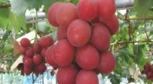 Гроздови зърна бяха продадени на търг за рекордна сума 