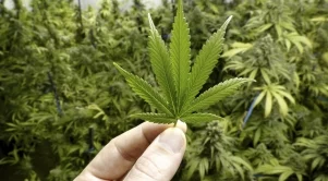 Онлайн продажбите на наркотици процъфтяват, американци държат лъвския пай