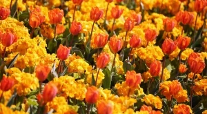 Фермери заменят зеленчуците с цветя 
