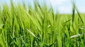 Чужденци купуват земеделска земя у нас чрез фиктивни фирми 