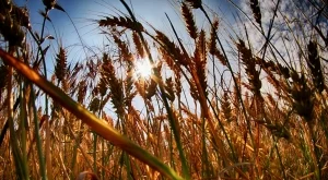 ДФЗ изплати близо 1 млн. лева за застрахована продукция 