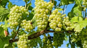 Ако времето се задържи хубаво, реколтата от грозде ще е добра