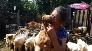 Стадото на баба Дора няма да оцелее, заяви шефът на БАБХ
