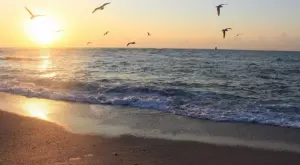 Деца във Великобритания не знаят какво е море, патица, бъркат крава с кон 