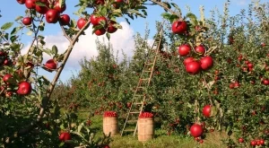 82% от биоземеделците не декларират печалба, но това не е нарушение