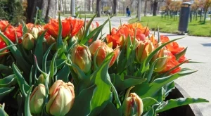 Какво време ни очаква през месец май?