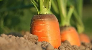 Заявените площи при плодовете и зеленчуците запазват нивата си