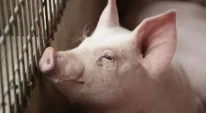 Присадиха свинско сърце на човек