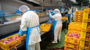 Българи и румънци работят по над 16 часа в германски кланици
