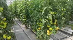 Идва голямо поскъпване на зеленчуците и плодовете