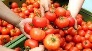Само за седмица доматите поскъпнаха с 16%