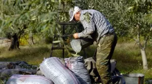 Гръцки фермери масово фалират и се отказват от бизнеса