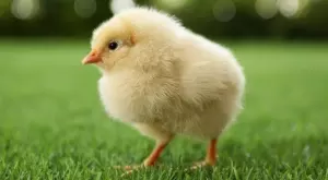 Виц на деня: Защо пилето пресича пътя?